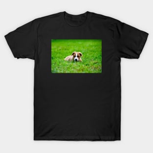 Dog puppy T-Shirt